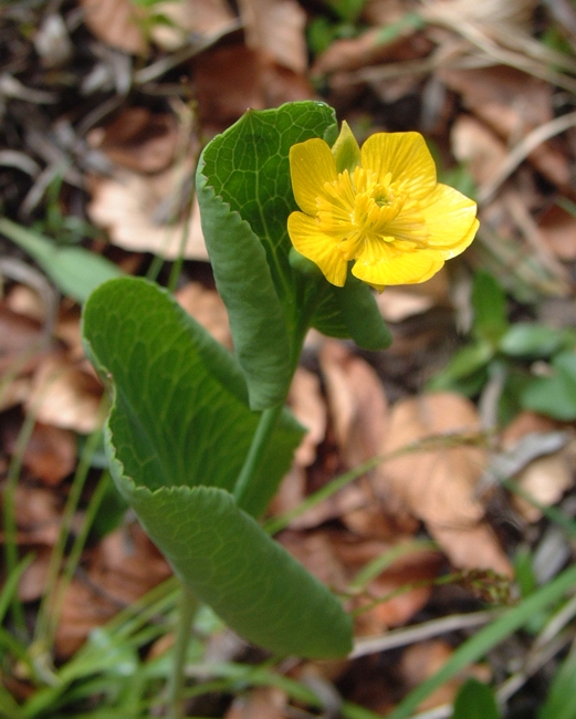 Ranunculus thora / Erba tora